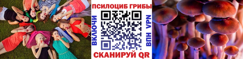 Купить  Ардатов  Галлюциногенные грибы Psilocybe 